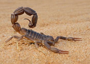 Loài vật có nọc độc vô cùng nguy hiểm khi tiếp xúc