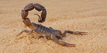 Loài vật có nọc độc vô cùng nguy hiểm khi tiếp xúc