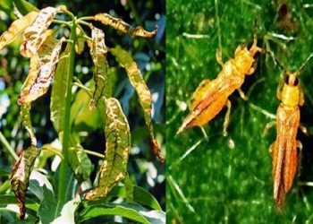 Một con bọ trĩ trưởng thành có độ dài từ 1–2mm