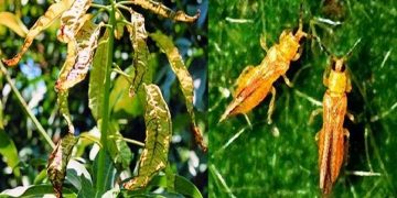 Một con bọ trĩ trưởng thành có độ dài từ 1–2mm