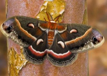 Bướm đêm thường bị thu hút bởi ánh đèn, chuối và bia