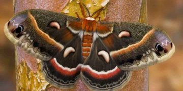 Bướm đêm thường bị thu hút bởi ánh đèn, chuối và bia