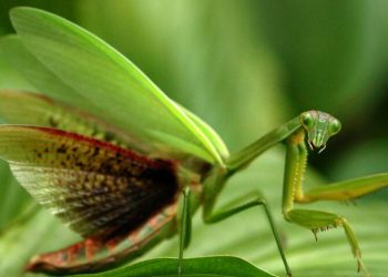 Các răng nhọn ở chân con bọ ngựa giống lưỡi kiếm tóm gọn con mồi