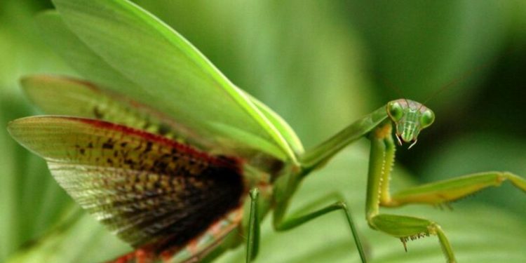 Các răng nhọn ở chân con bọ ngựa giống lưỡi kiếm tóm gọn con mồi