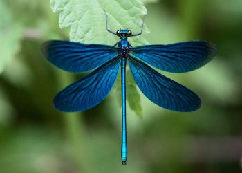 Loại côn trùng với nhiều ý nghĩa đặc biệt