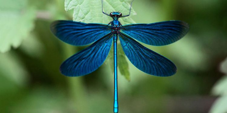 Loại côn trùng với nhiều ý nghĩa đặc biệt