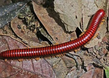 10-300 là số lượng trứng đẻ mỗi lứa của con cuốn chiếu