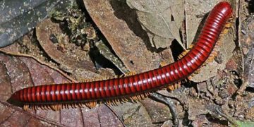 10-300 là số lượng trứng đẻ mỗi lứa của con cuốn chiếu