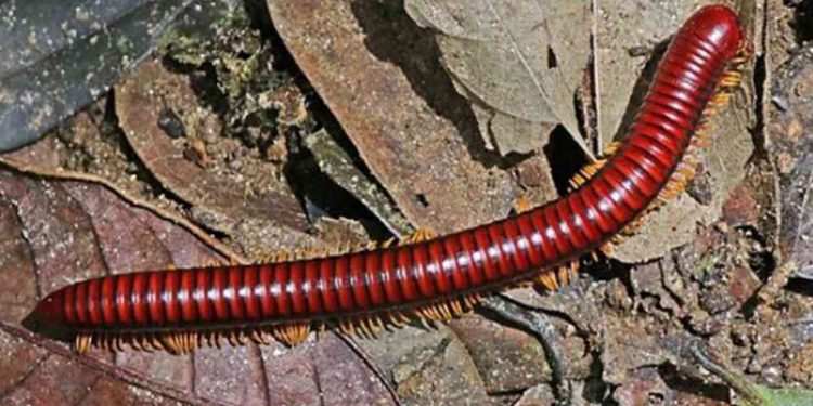 10-300 là số lượng trứng đẻ mỗi lứa của con cuốn chiếu