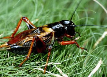 Con dế có vòng đời kéo dài khoảng 4 tháng