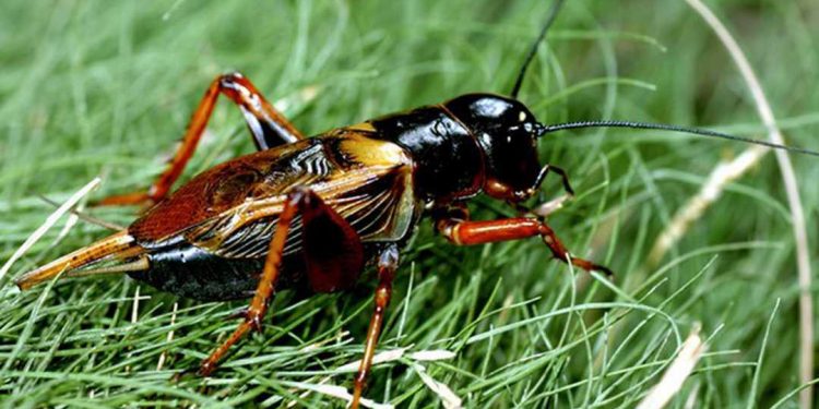 Con dế có vòng đời kéo dài khoảng 4 tháng