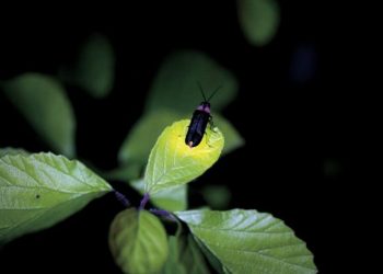 Loài côn trùng có khả năng phát sáng đặc biệt
