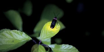 Loài côn trùng có khả năng phát sáng đặc biệt