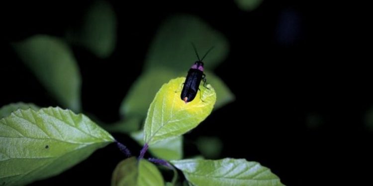 Loài côn trùng có khả năng phát sáng đặc biệt