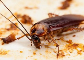 Con gián Úc với hai sọc vàng đặc trưng