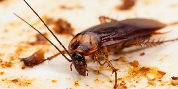 Con gián Úc với hai sọc vàng đặc trưng