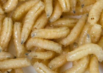 Con dòi thường hay xuất hiện trong thùng rác chứa thức ăn