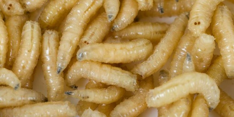 Con dòi thường hay xuất hiện trong thùng rác chứa thức ăn