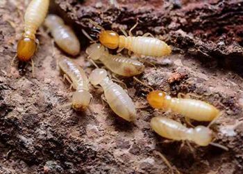 Con mối - Loài côn trùng gây hại và những cách diệt trừ