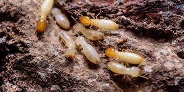 Con mối - Loài côn trùng gây hại và những cách diệt trừ