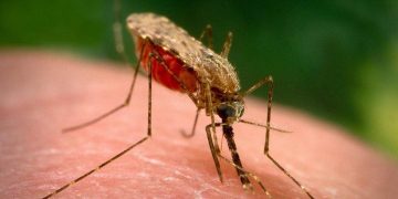 Con muỗi yêu thích sinh sống ở các khu vực ẩm ướt, tối tăm