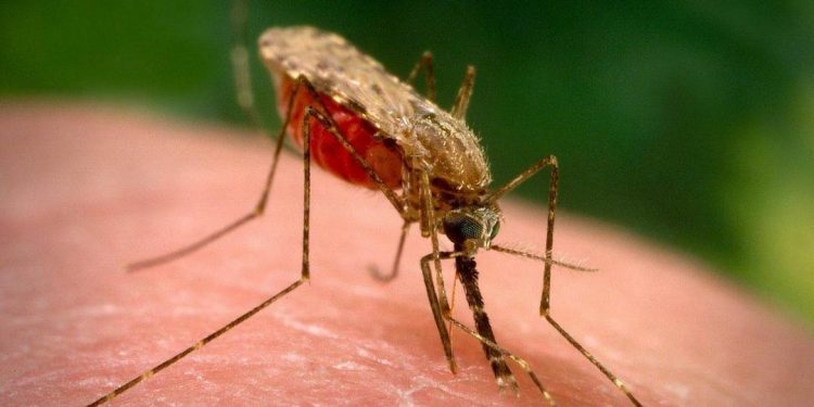 Con muỗi yêu thích sinh sống ở các khu vực ẩm ướt, tối tăm