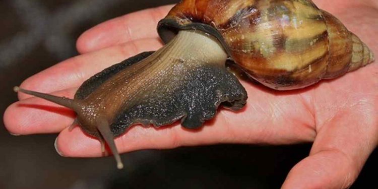 những lợi ích cùng tác hại đối với con người của loài ốc