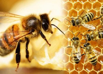 Ong là một loài côn trùng có trí não thông minh nhất