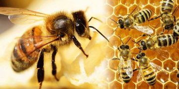 Ong là một loài côn trùng có trí não thông minh nhất