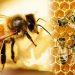 Ong là một loài côn trùng có trí não thông minh nhất