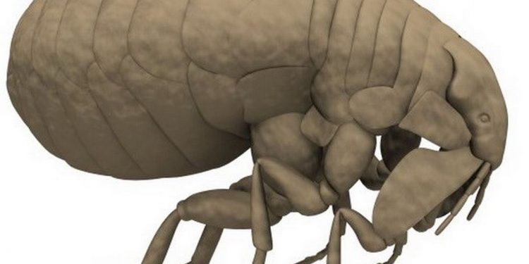 Có rất nhiều cách để ngăn chặn con rệp sinh sôi nảy nở