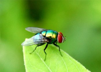 Loài côn trùng gây ra nhiều căn bệnh truyền nhiễm