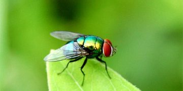 Loài côn trùng gây ra nhiều căn bệnh truyền nhiễm