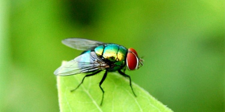 Loài côn trùng gây ra nhiều căn bệnh truyền nhiễm