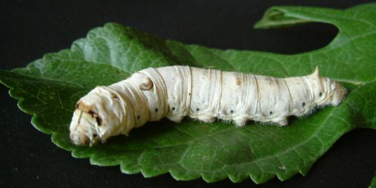 Tằm là một loài côn trùng có tên khoa học Bombyx mori