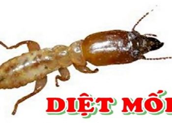 Dấu hiệu đặc trưng nhất để phát hiện ra tổ mối