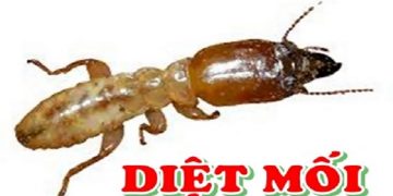 Dấu hiệu đặc trưng nhất để phát hiện ra tổ mối