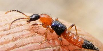 Kiến ba khoang còn có tên khoa học khác là Paederus fuscipes Curtis