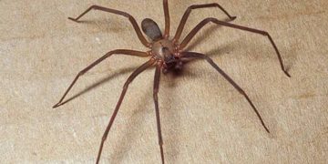 Đặc điểm, tập tính và những sự thật thú vị 