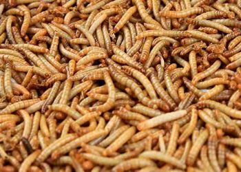 Sâu gạo- Nguồn dinh dưỡng vô tận của các sinh vật