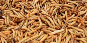 Sâu gạo- Nguồn dinh dưỡng vô tận của các sinh vật