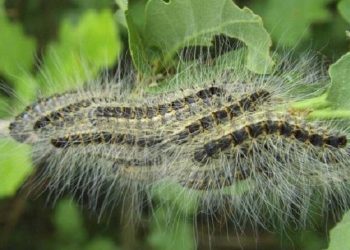 Những con sâu róm thông với bộ lông dày trên người