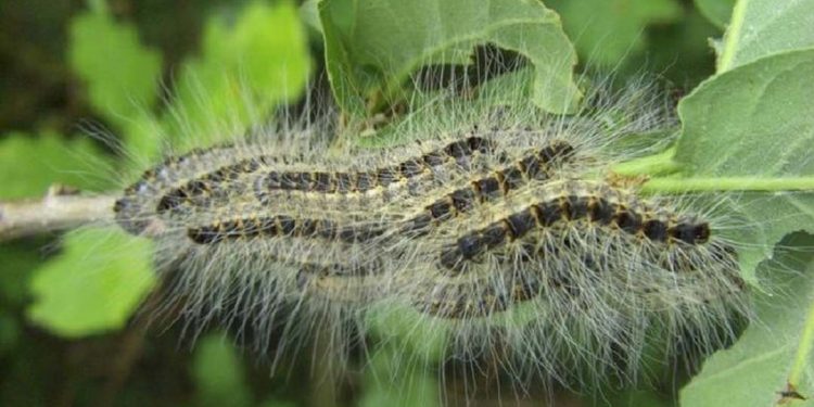 Những con sâu róm thông với bộ lông dày trên người