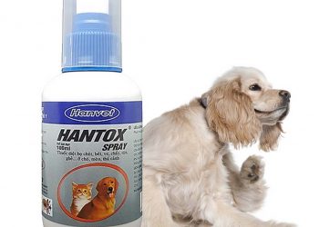 Máu của người không phù hợp kích thích tạo ra trứng trên ve chó