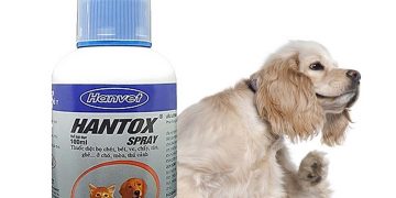 Máu của người không phù hợp kích thích tạo ra trứng trên ve chó