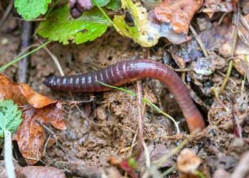 Con giun đất thường sống ở những nơi ẩm ướt, tơi xốp