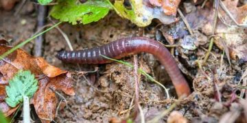 Con giun đất thường sống ở những nơi ẩm ướt, tơi xốp