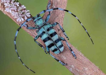 Con xén tóc tập trung ở vùng có nhiều cây cối rậm rạp, tốt tươi