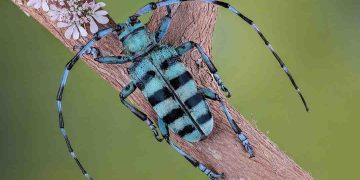 Con xén tóc tập trung ở vùng có nhiều cây cối rậm rạp, tốt tươi