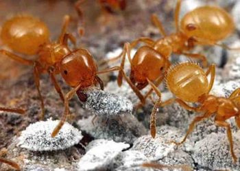 Loài kiến lửa này sống thành bầy, ăn con kiến chúa đẻ trứng